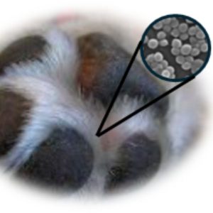 Yeast screening